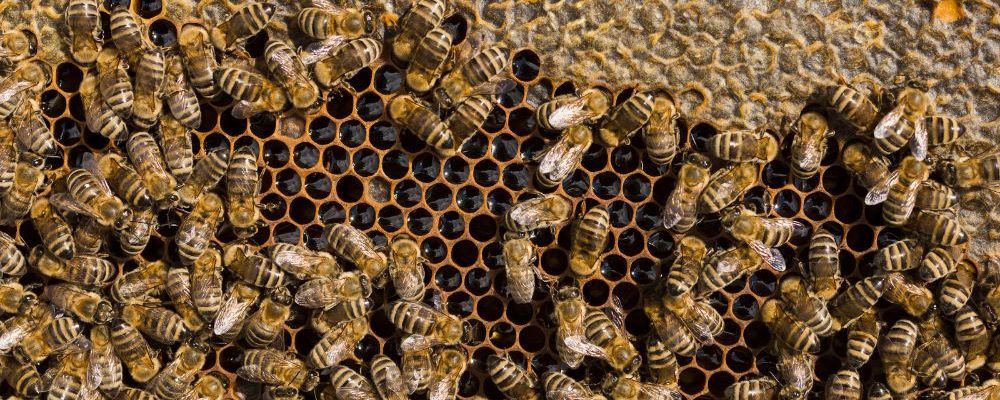 bees